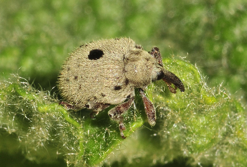 Due piccoli Curculionidae: Cionus olens e cfr. Rhinusa asellus